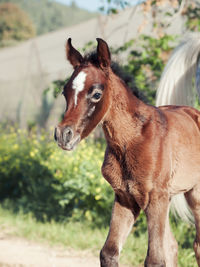 Close-up of horse