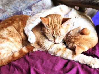 High angle view of cat sleeping on bed