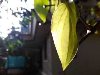 Close-up of fruit on tree