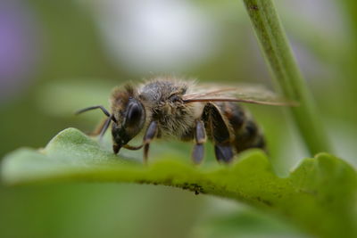 Close-up of insect on flower