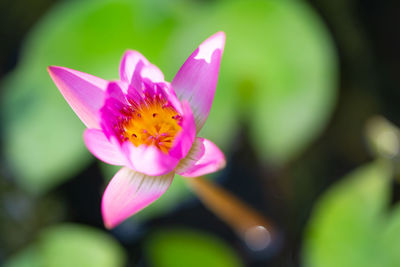 Close-up of pink lotus water lily