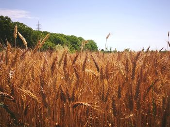 Scenic view of wheat field against sky