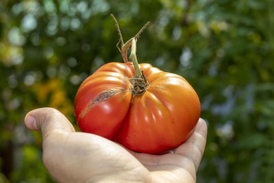 Close-up of hand holding tomato