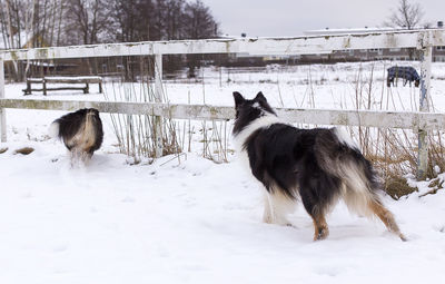 Rough collies playing on snow
