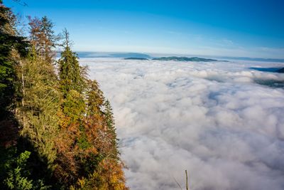 Scenic view of tree against sky