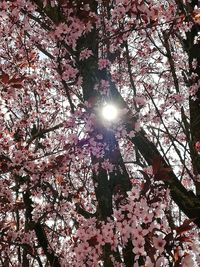 Low angle view of cherry blossoms against sky