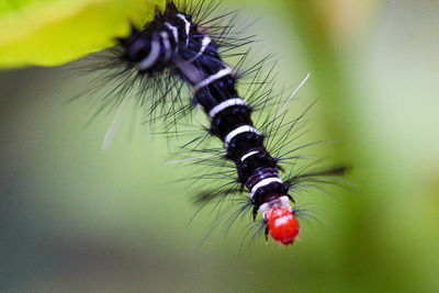 Close-up of insect on flower