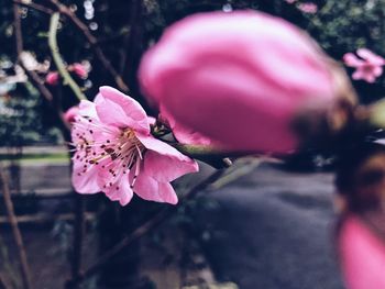 Close-up of pink flower blooming outdoors