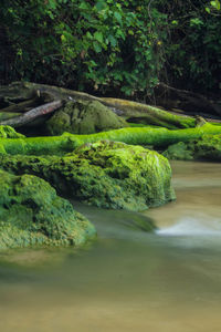 Scenic view of lake in forest