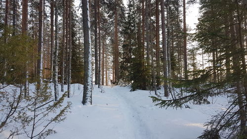 Snow covered trees in forest