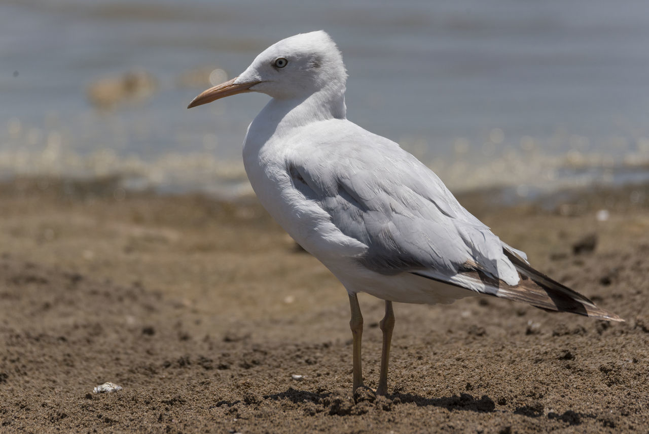 animals in the wild, one animal, animal themes, bird, white color, focus on foreground, animal wildlife, day, nature, outdoors, no people, close-up, beauty in nature