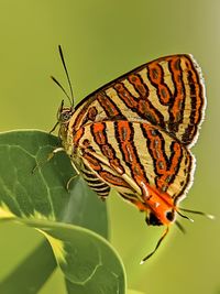 Close-up of butterfly on flower