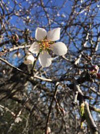 Low angle view of cherry blossoms in spring