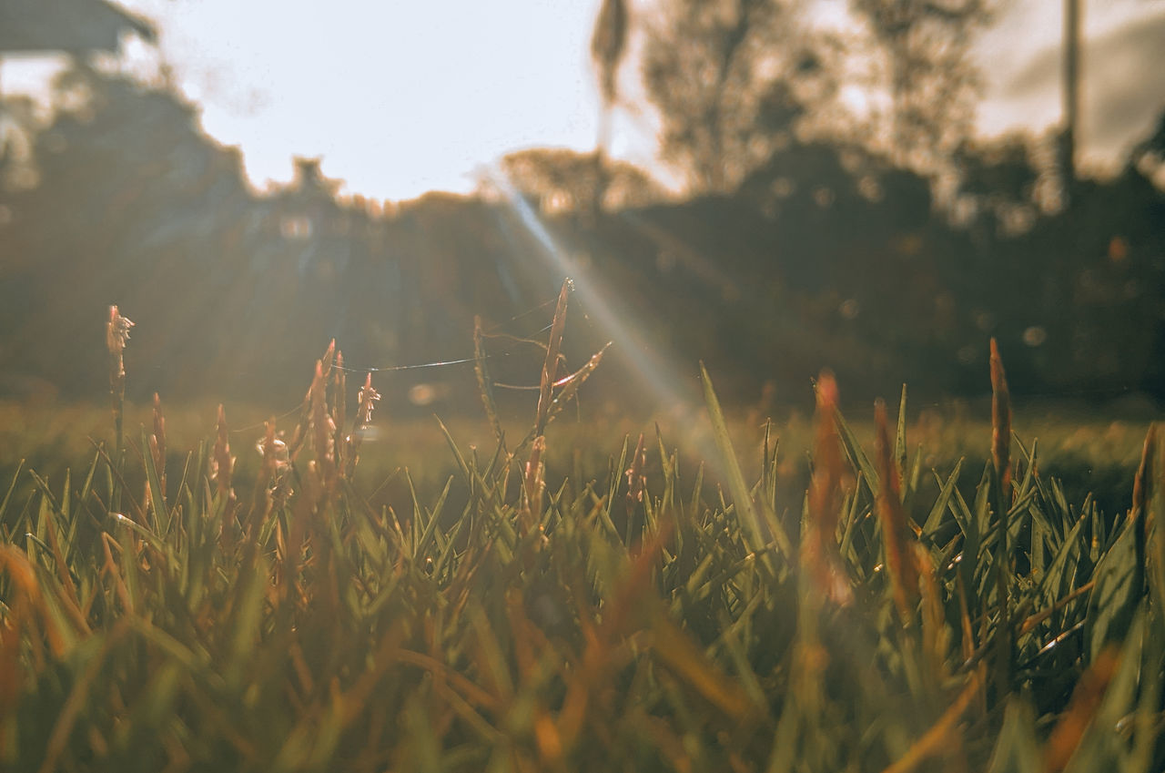 sunlight, morning, plant, nature, grass, leaf, sky, light, land, field, beauty in nature, landscape, growth, tranquility, environment, autumn, no people, sun, flower, selective focus, outdoors, rural scene, green, agriculture, twilight, day, tranquil scene, back lit, summer, lens flare, meadow, scenics - nature, reflection, sunrise, sunbeam, rural area, plain, tree, non-urban scene