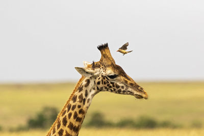 A bird lands on a  giraffe's head against clear sky