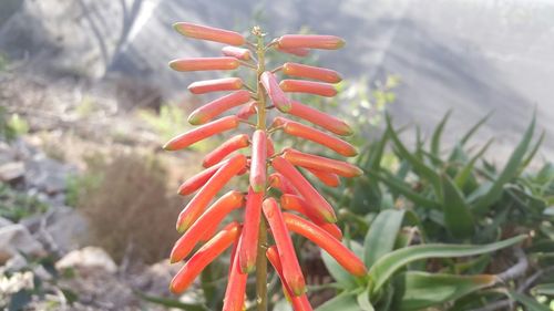 Close-up of red flowers