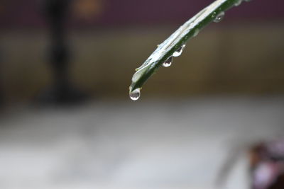 Close-up of raindrops on plant