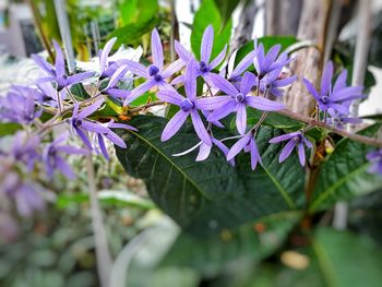 Close-up of purple flowering plant