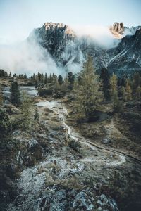 View of trees on mountain