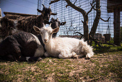 Domesticated goats at a farm mini zoo. a portrait of a domestic farm animal.