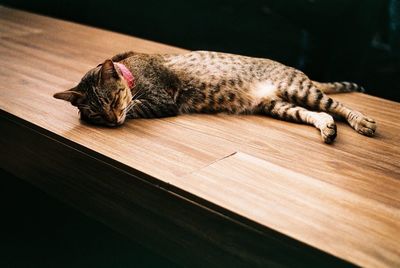 Close-up of cat sleeping on wood