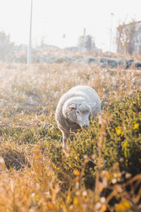 Close-up of horse on field