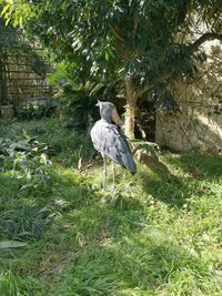 Bird perching on a tree