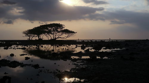 Silhouette of the tree on the beach during low tide