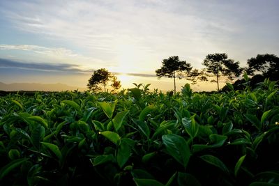 Crops growing on field against sky