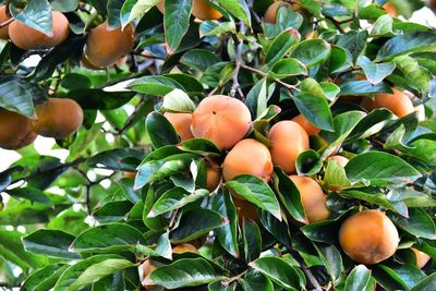 Close-up of fruits on tree