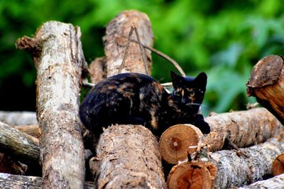 Close-up of lizard on wood