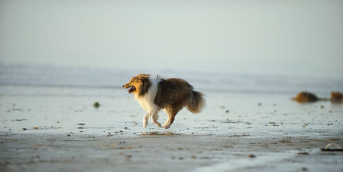 Shetland sheepdog on shore at beach against sky