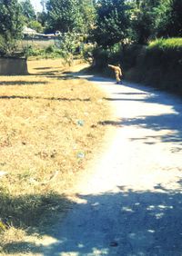 Dog on road