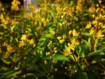 Close-up of yellow flowering plants