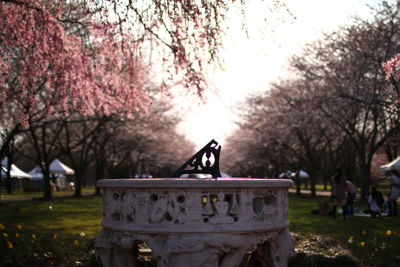 Spring japanese garden in the evening