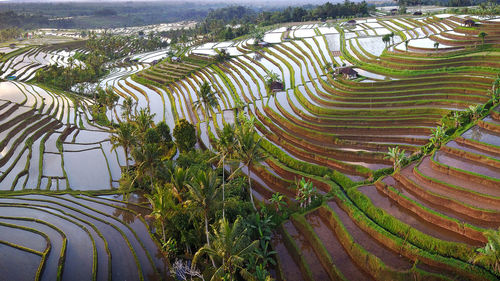 Panoramic shot of rice paddy field