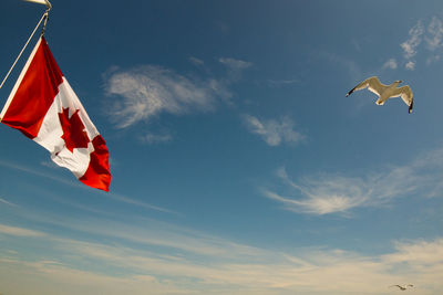 Low angle view of seagull flying by canadian flag against sky