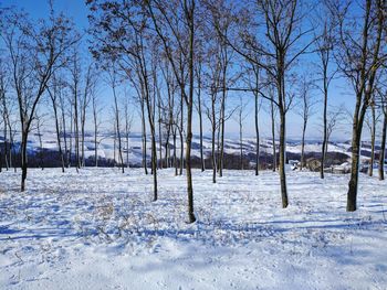 Bare trees on snow covered landscape