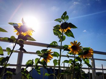 Low angle view of flowers against blue sky