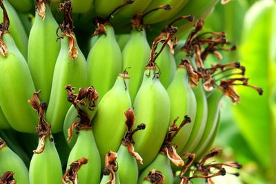 A bunch of organic green bananas hanging on a banana tree