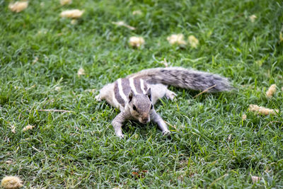 Squirrel on a field