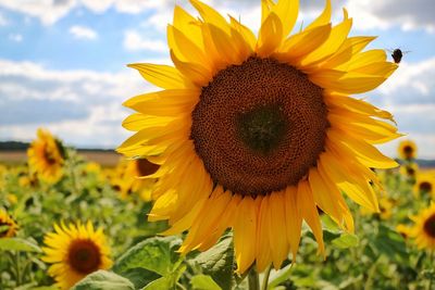 Close-up of sunflower on field against sky