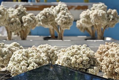 Close-up of white flowers in sea