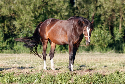 Side view of horse on field