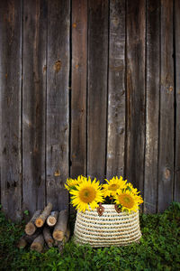 Logs, a bouquet of sunflowers in a straw bag are standing near a wooden old house.