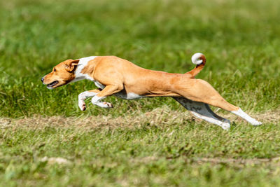 Basenji dog lure coursing competition on green field in summer