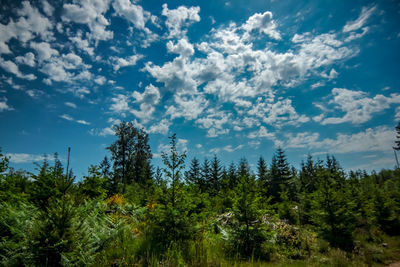 Low angle view of trees against sky