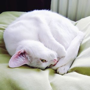 White cat resting on bed