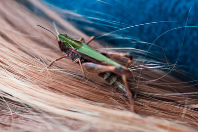 Close-up of insect on human hair