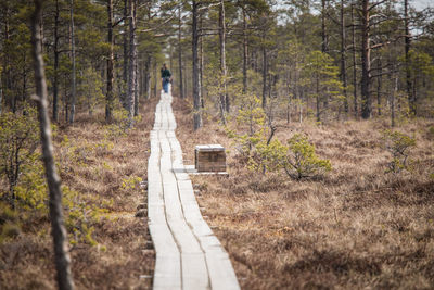 A wooden footpath in an early spring swamp